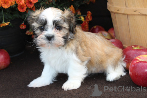 Photo №3. Shih Tzu Puppy Sale www.cuteshihtzupuppysale.com. United States