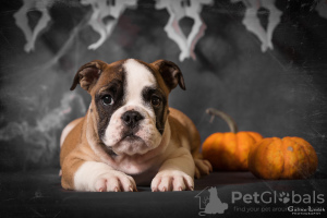 Photo №2 to announcement № 124929 for the sale of english bulldog - buy in Ukraine from nursery, breeder