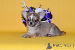 Photo №2 to announcement № 7873 for the sale of chihuahua - buy in Russian Federation from nursery, breeder
