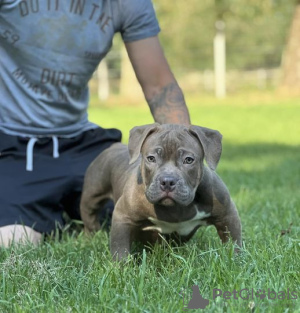 Photo №3. American bully with pocket on sale. Russian Federation