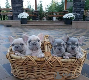 Photo №1. french bulldog - for sale in the city of Антверпен | 370$ | Announcement № 116951