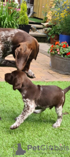 Photo №2 to announcement № 11656 for the sale of german shorthaired pointer - buy in United States breeder