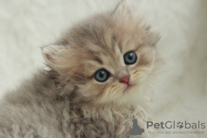 Photo №1. british longhair - for sale in the city of Dnipro | 300$ | Announcement № 51383