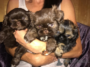 Photo №1. shih tzu - for sale in the city of Gottskär | 671$ | Announcement № 168437