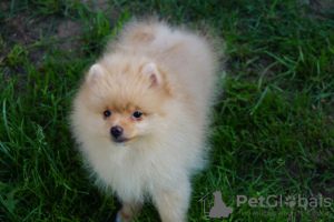 Photo №4. I will sell pomeranian in the city of Москва. breeder - price - 325$