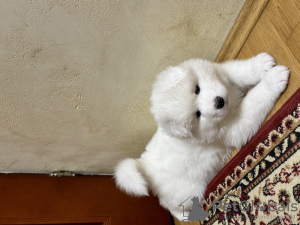 Photo №1. samoyed dog - for sale in the city of Pabianice | 1215$ | Announcement № 88514