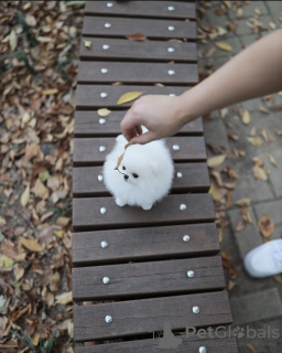 Photo №4. I will sell pomeranian in the city of Los Angeles. private announcement - price - 300$