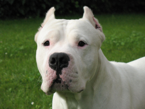 Photo №1. dogo argentino - for sale in the city of Minsk | 400$ | Announcement № 767