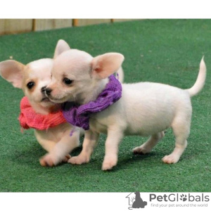 Photo №1. chihuahua - for sale in the city of Varna | negotiated | Announcement № 54814