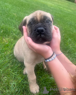 Photo №1. bullmastiff - for sale in the city of Berlin | negotiated | Announcement № 119978