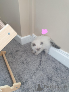 Photo №2 to announcement № 155199 for the sale of ragdoll - buy in Switzerland private announcement