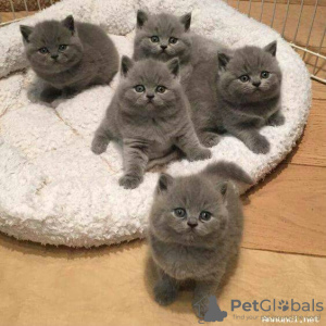 Photo №1. british shorthair - for sale in the city of Monaco | negotiated | Announcement № 102240