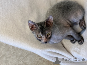 Photo №4. I will sell sphynx-katze in the city of St. Petersburg. from nursery - price - 976$