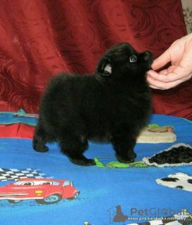 Photo №3. Miniature Schwarz-shpets rocky puppy for a great price!. Belarus