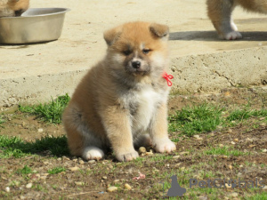 Photo №3. I am Selling Japanese Akita Puppies. Serbia