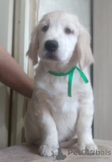 Photo №4. I will sell golden retriever in the city of Magnitogorsk. private announcement - price - negotiated