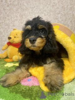 Photo №3. Puppy. Russian Federation