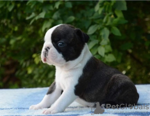 Photo №2 to announcement № 95464 for the sale of boston terrier - buy in Serbia breeder