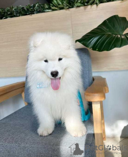Photo №2 to announcement № 132999 for the sale of samoyed dog - buy in Germany private announcement
