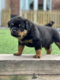 Photo №3. Rottweiler puppies for sale. Netherlands