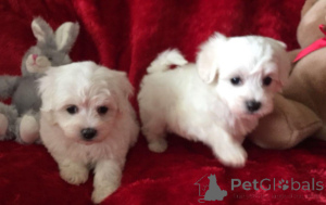 Photo №1. maltese dog - for sale in the city of Alès | negotiated | Announcement № 168299