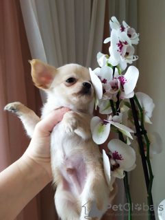 Photo №4. I will sell chihuahua in the city of Munich. private announcement, breeder - price - 423$
