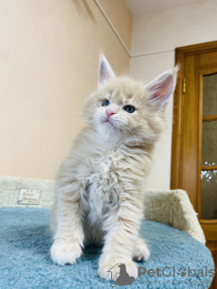 Photo №2 to announcement № 125553 for the sale of maine coon - buy in United Kingdom private announcement