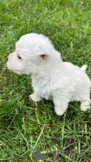 Additional photos: West highland white terrier puppies