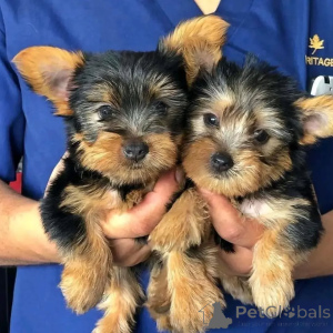 Photo №1. yorkshire terrier - for sale in the city of Berlin | negotiated | Announcement № 164290