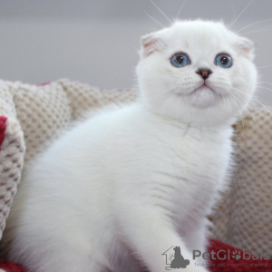 Photo №1. scottish fold - for sale in the city of Brussels | 264$ | Announcement № 116704