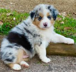 Photo №1. australian shepherd - for sale in the city of Brussels | negotiated | Announcement № 97867