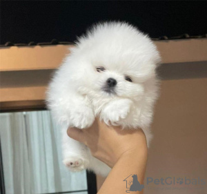 Photo №1. pomeranian - for sale in the city of Perth | 350$ | Announcement № 80042
