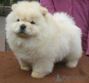 Photo №1. chow chow - for sale in the city of Oklahoma City | negotiated | Announcement № 168779