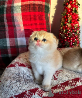 Photo №3. please DM the Page Directly for more Details if interested in Adopting a Cute. France