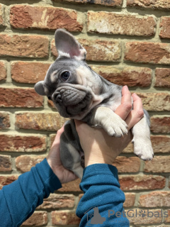 Additional photos: french bulldog