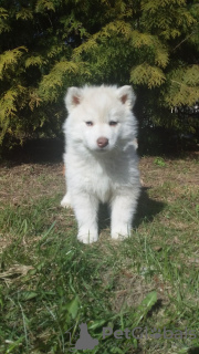 Photo №1. siberian husky - for sale in the city of Minsk | 226$ | Announcement № 46052