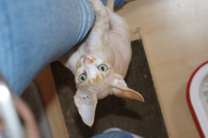 Photo №1. devon rex - for sale in the city of Yekaterinburg | 246$ | Announcement № 2887
