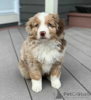 Photo №1. australian shepherd - for sale in the city of Kaunas | negotiated | Announcement № 120599