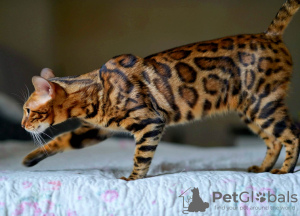 Photo №2 to announcement № 126077 for the sale of bengal cat - buy in Serbia breeder