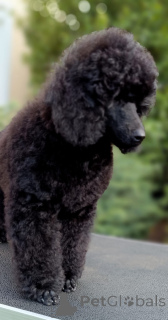 Photo №3. Elite Medium Poodle Puppies. Hungary