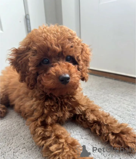 Photo №1. poodle (toy) - for sale in the city of Mosås | 100$ | Announcement № 140144