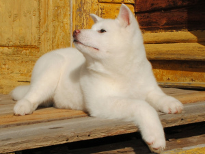 Photo №4. I will sell akita in the city of Ryazan. private announcement - price - negotiated