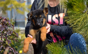Additional photos: girl, German shepherd, with a full package of documents KSU, incomplete 2 months