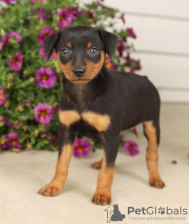Photo №1. miniature pinscher - for sale in the city of Prague | negotiated | Announcement № 96378