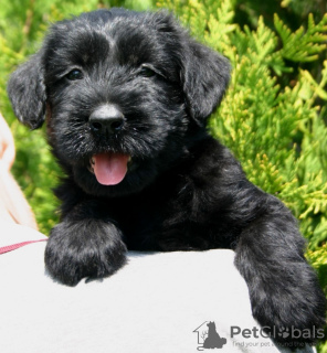 Photo №1. giant schnauzer - for sale in the city of Kiev | 300$ | Announcement № 11112