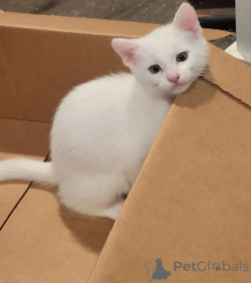 Photo №1. turkish angora - for sale in the city of Nürburg | 329$ | Announcement № 149194