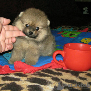 Additional photos: Pomeranian Spitz, sable puppies!