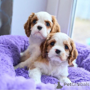 Photo №1. cavalier king charles spaniel - for sale in the city of Vienna | 772$ | Announcement № 136681