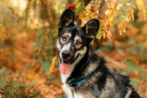 Additional photos: Cedric is a gentleman straight out of the pages of a science fiction novel!