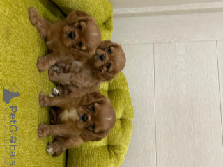 Photo №2 to announcement № 9814 for the sale of cavalier king charles spaniel - buy in Russian Federation from nursery